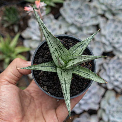 Sansevieria Cinta