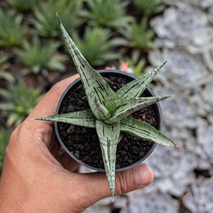 Sansevieria Cinta