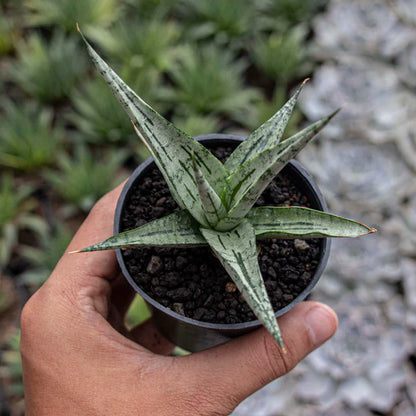 Sansevieria Cinta