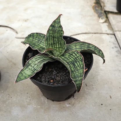 Sansevieria Cleopatra