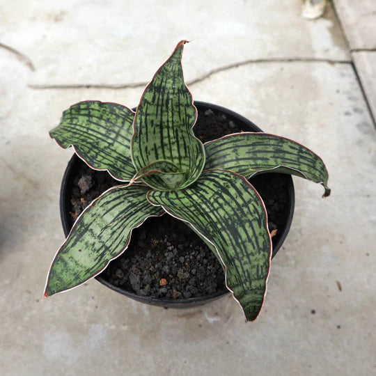 Sansevieria Cleopatra