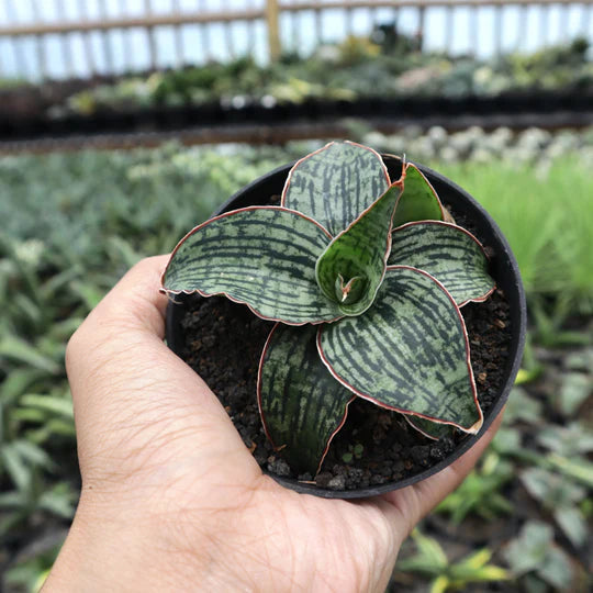 Sansevieria Cleopatra