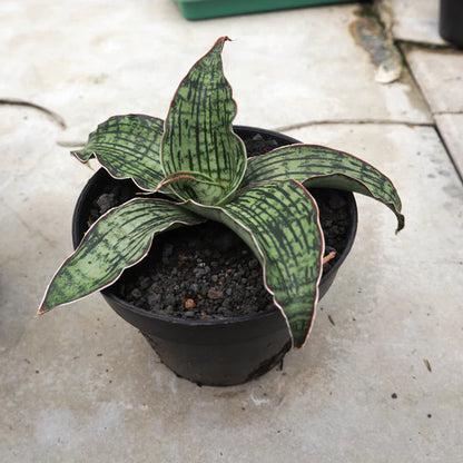 Sansevieria Cleopatra