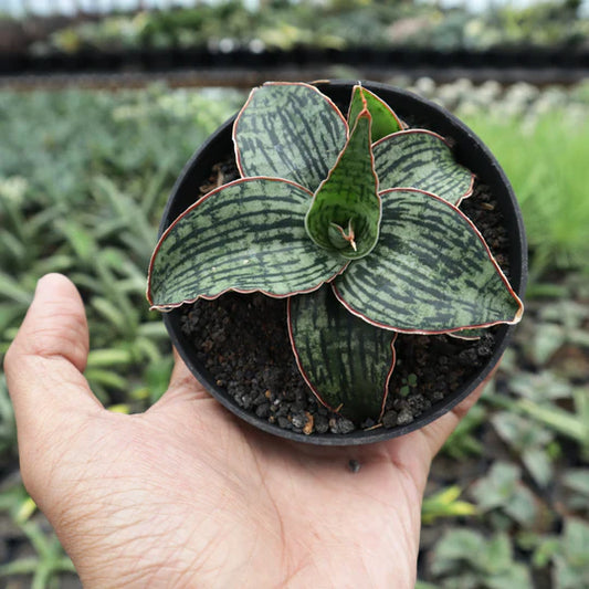 Sansevieria Cleopatra