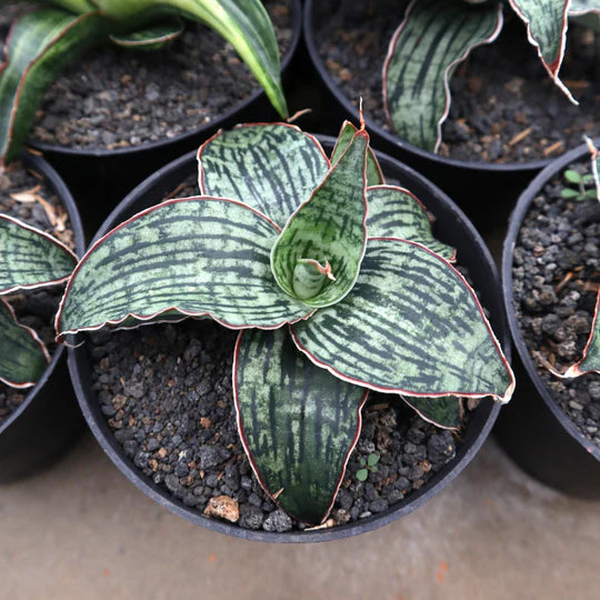 Sansevieria Cleopatra