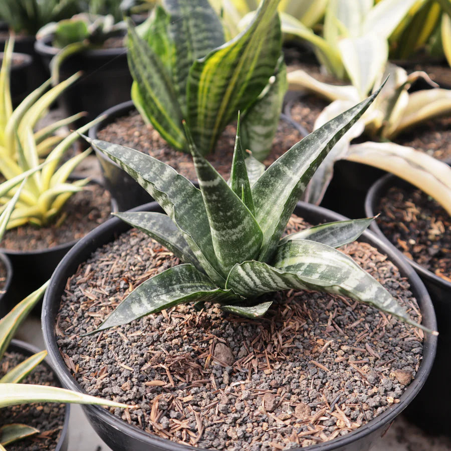 Sansevieria Cordova