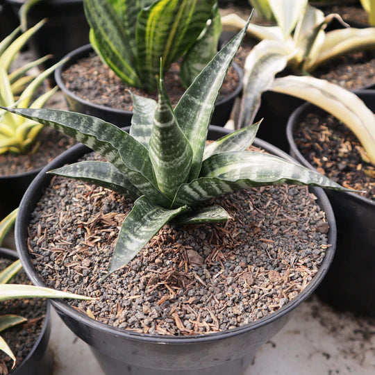 Sansevieria Cordova