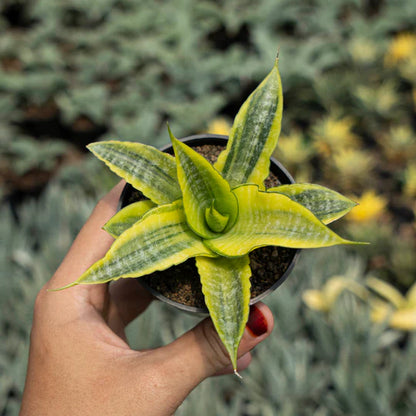 Sansevieria Cordova Variegated