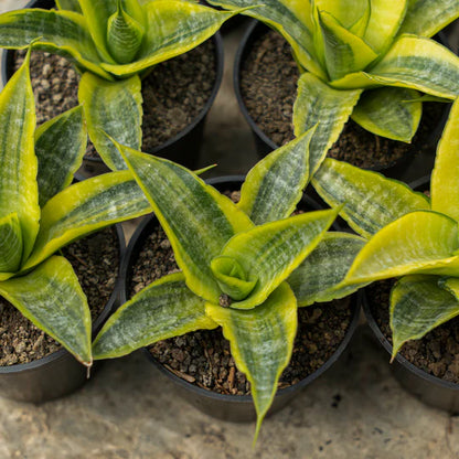 Sansevieria Cordova Variegated