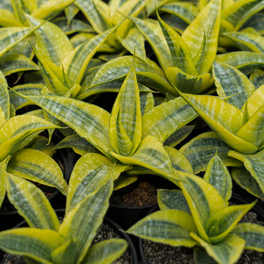 Sansevieria Cordova Variegated