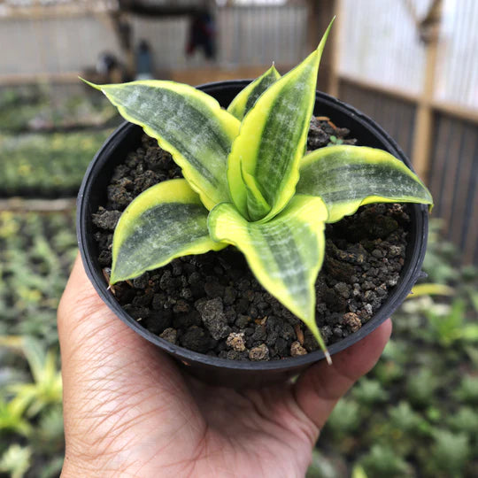 Sansevieria Cordova Variegated