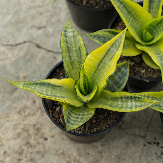 Sansevieria Cordova Variegated