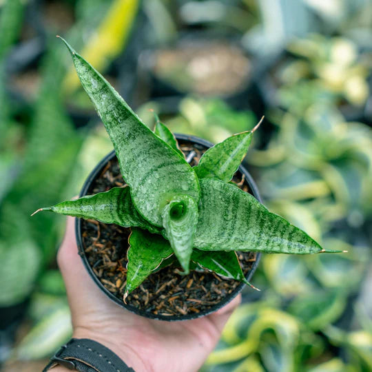 Sansevieria Cordova x personi