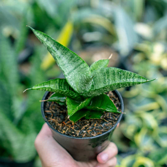 Sansevieria Cordova x personi