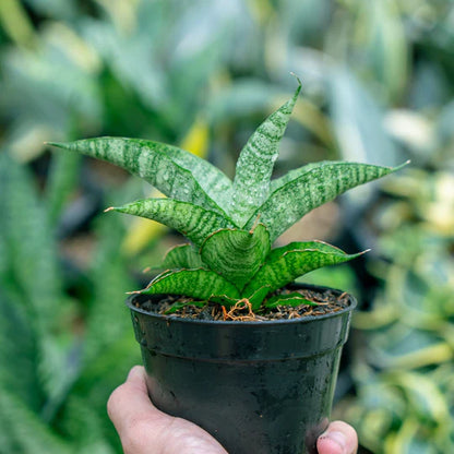 Sansevieria Cordova x personi