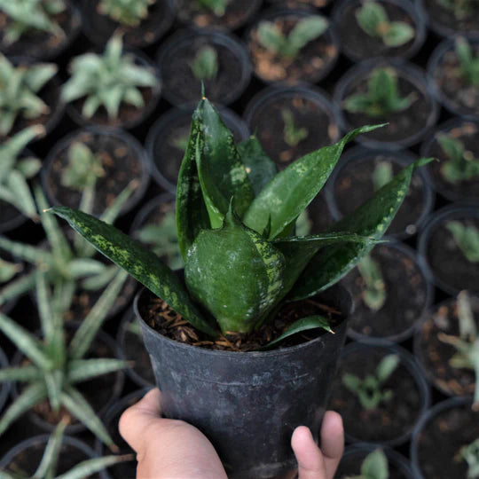 Sansevieria Denis