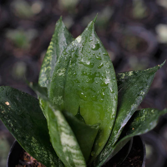 Sansevieria Denis