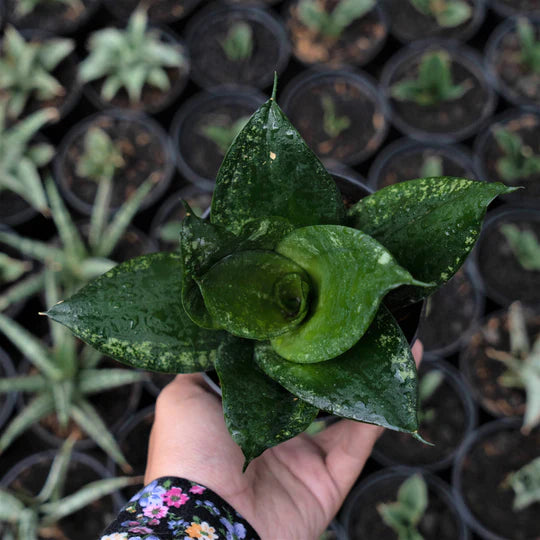 Sansevieria Denis