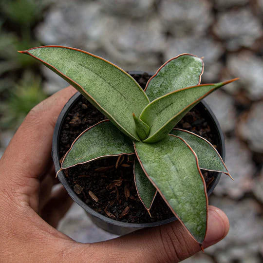 Sansevieria Dories x Pingui