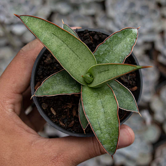 Sansevieria Dories x Pingui