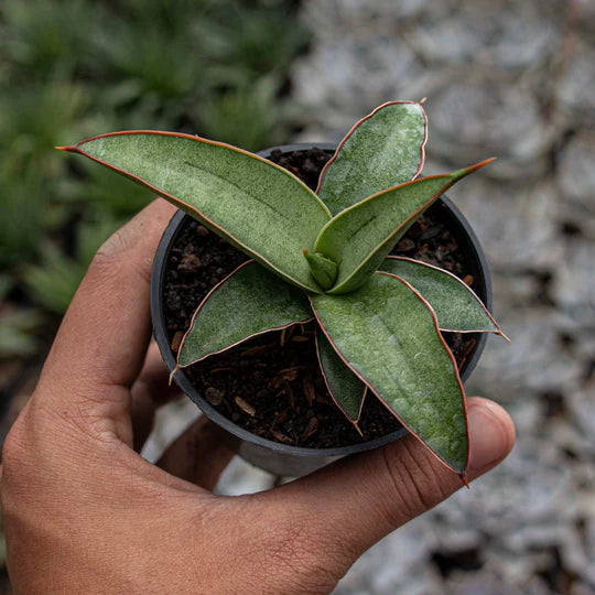 Sansevieria Dories x Pingui