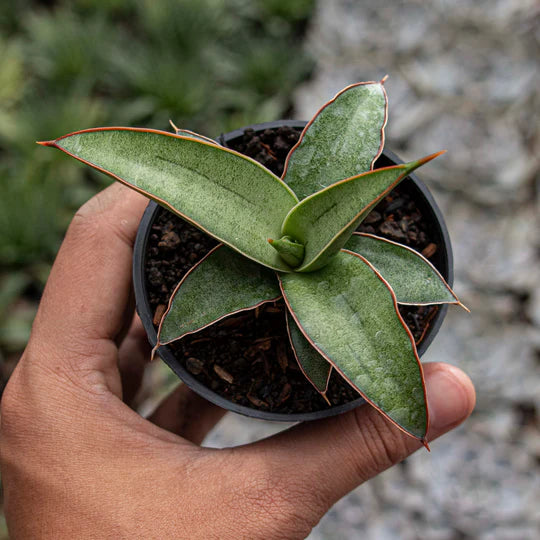 Sansevieria Dories x Pingui