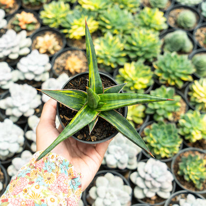 Sansevieria Downsi variegated