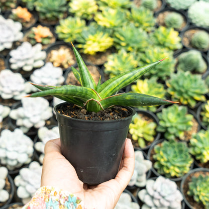 Sansevieria Downsi variegated