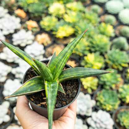 Sansevieria Downsi variegated