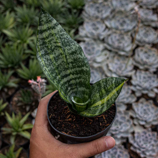 Sansevieria Futura Variegated