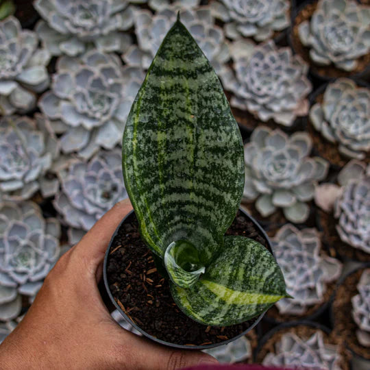 Sansevieria Futura Variegated