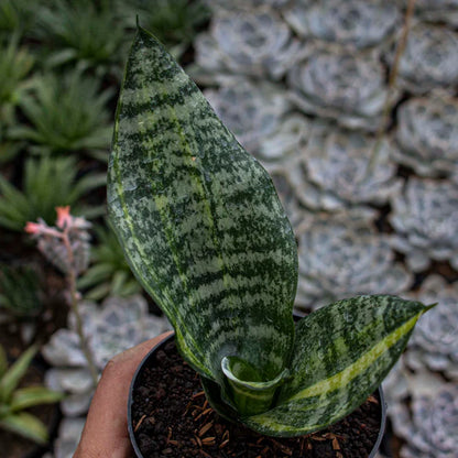 Sansevieria Futura Variegated