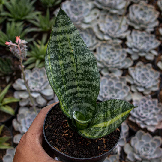 Sansevieria Futura Variegated