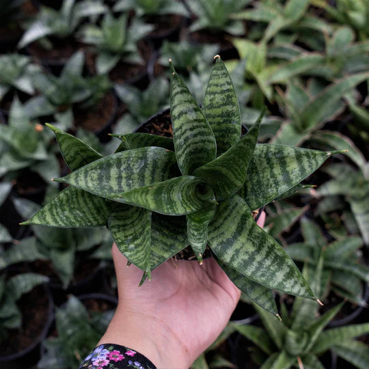 Sansevieria Gabriel x Monshine