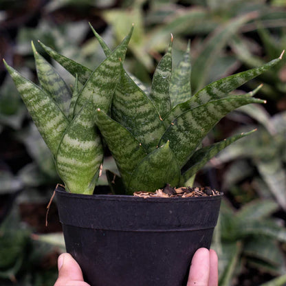 Sansevieria Gabriel x Monshine