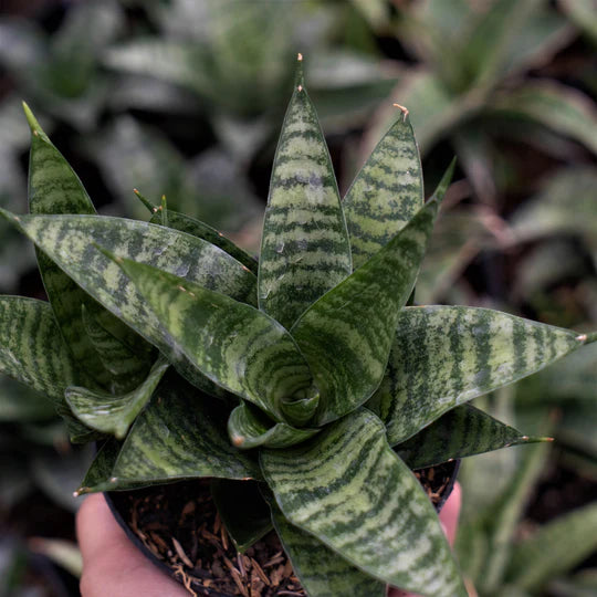 Sansevieria Gabriel x Monshine