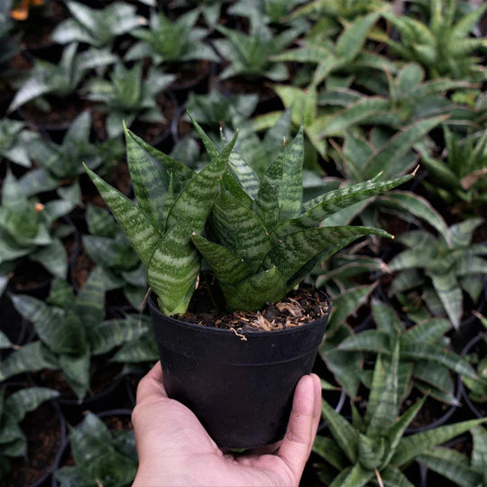 Sansevieria Gabriel x Monshine