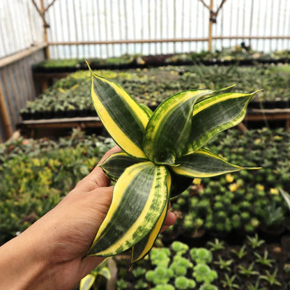 Sansevieria Gold Banner