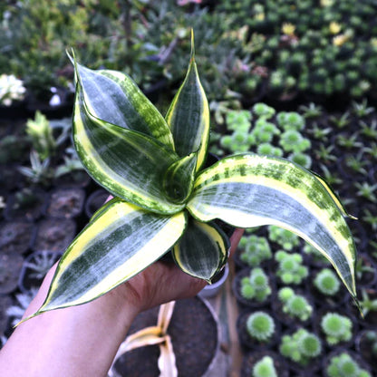 Sansevieria Gold Banner