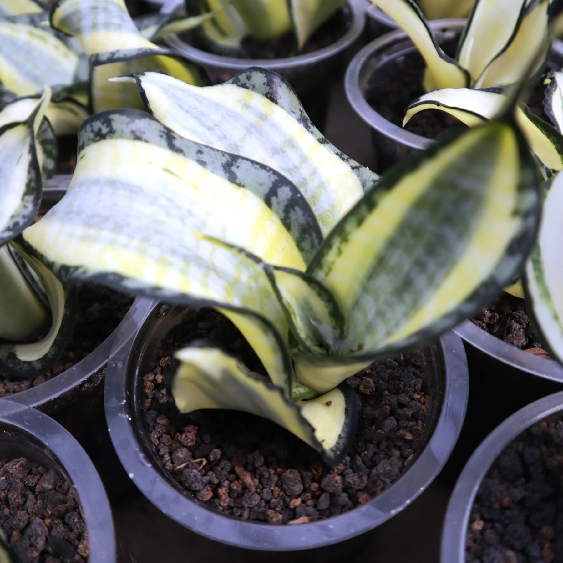 Sansevieria Golden Wendy