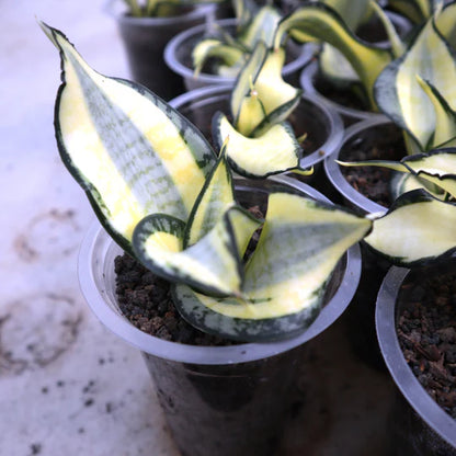 Sansevieria Golden Wendy