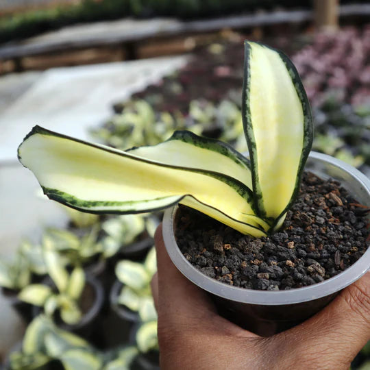 Sansevieria Golden Wendy