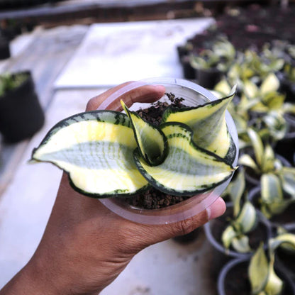 Sansevieria Golden Wendy