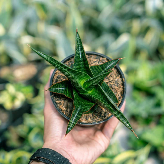 Sansevieria Gomloh