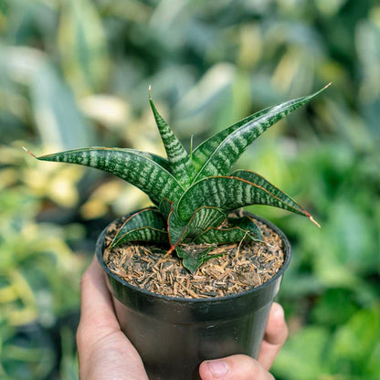 Sansevieria Gomloh