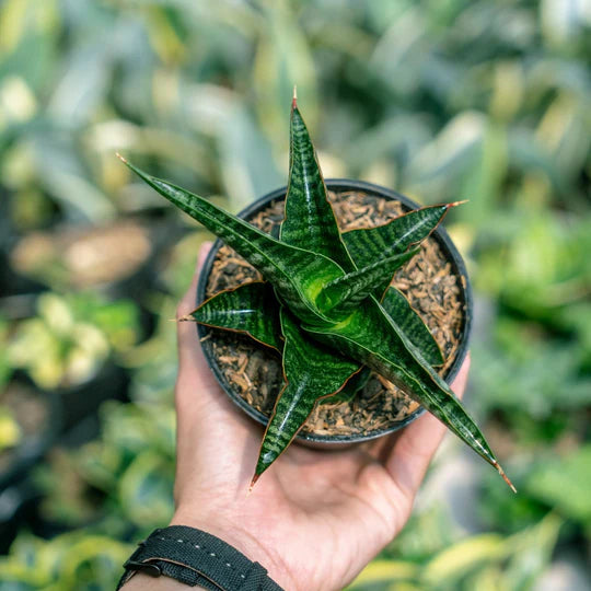 Sansevieria Gomloh