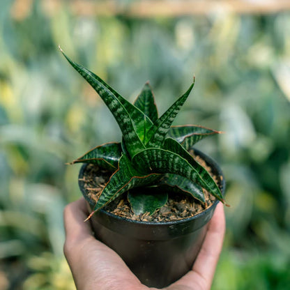 Sansevieria Gomloh