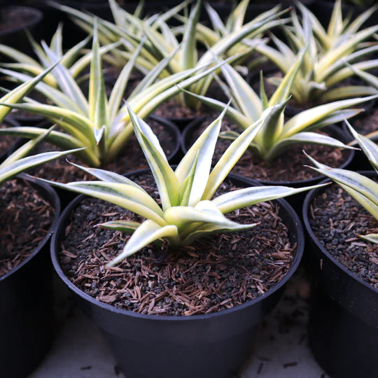 Sansevieria Gracillima