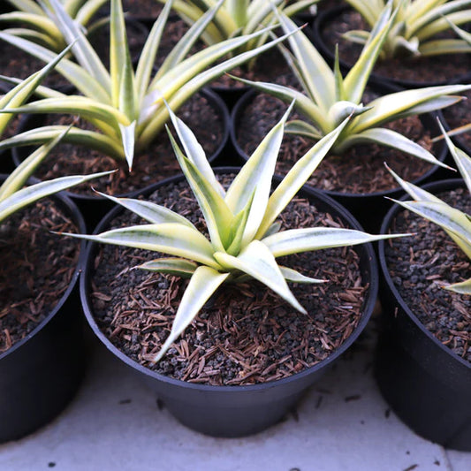 Sansevieria Gracillima