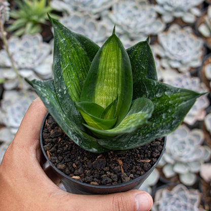 Sansevieria Hahnii Green Mould Striata